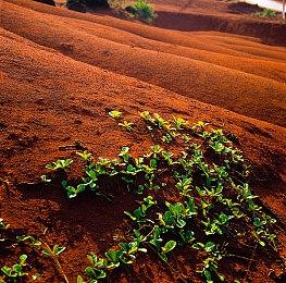 《毛茸茸旅社》Steam上线 放置类桌面游戏